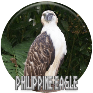 Philippine Eagle – largest extant eagle in the world