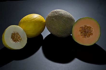 fruit_melon